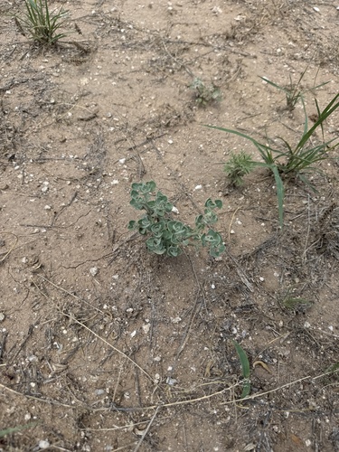 Image of Mealy Goosefoot (Chenopodium incanum) by (c) CK2AZ, some rights reserved (CC BY)