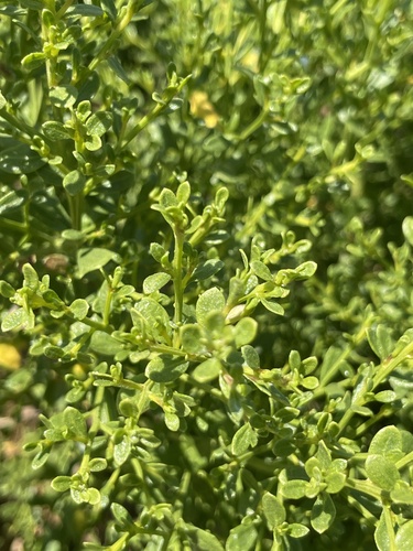 iNaturalist observation photo of coyote brush