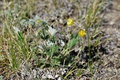 Potentilla arenosa