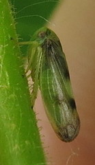 Pediopsoides distinctus