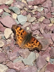 Polygonia satyrus