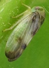 Pediopsoides distinctus