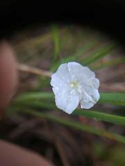 Evolvulus sericeus