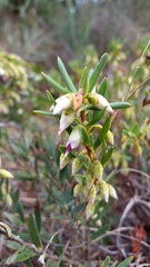 Conostephium pendulum