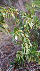 Conostephium pendulum