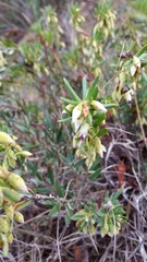 Conostephium pendulum