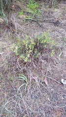 Conostephium pendulum
