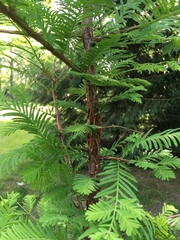 Metasequoia