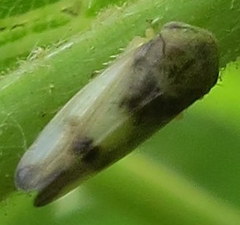 Pediopsoides distinctus