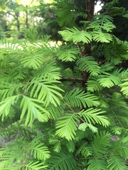 Metasequoia