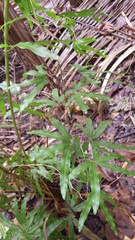 Lygodium heterodoxum