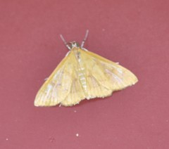 Loxomorpha flavidissimalis