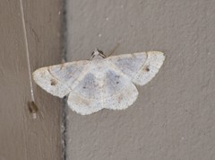 Frederickia subterminata