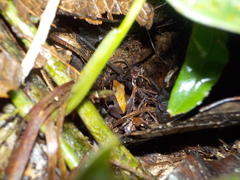 Pristimantis conspicillatus