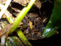 Pristimantis conspicillatus