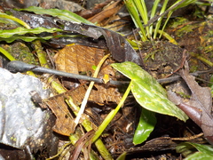 Pristimantis conspicillatus