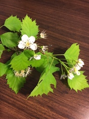 Crataegus brainerdii