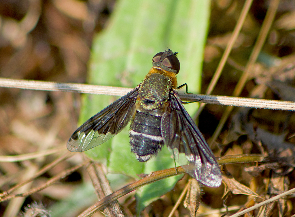 Hemipenthes velutina