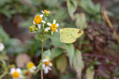 Eurema blanda arsakia