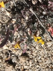 Acmispon argyraeus argyraeus