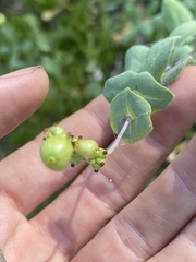 Lonicera interrupta - Calflora
