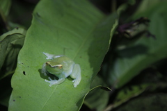 Sphaenorhynchus lacteus