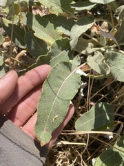 Eriogonum compositum