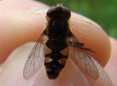 Parhelophilus rex