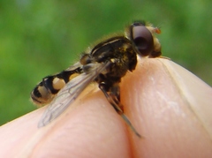 Parhelophilus rex
