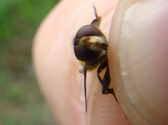 Parhelophilus rex