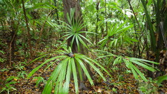 Sabal mauritiiformis