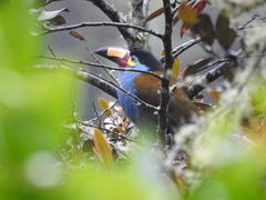 Andigena laminirostris