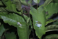 Sphaenorhynchus lacteus