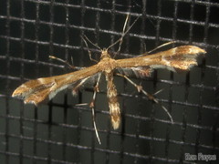 Geina periscelidactylus