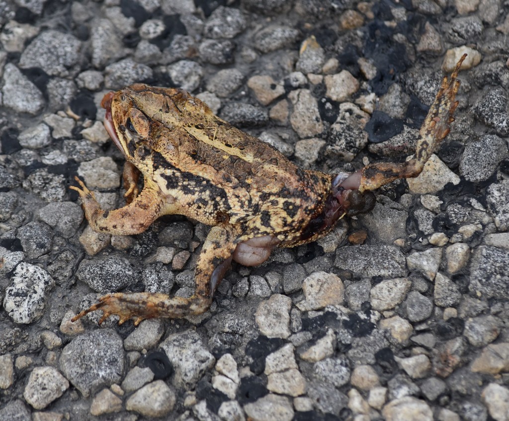 Gulf Coast Toad from Falcon Village, TX 78584, USA on June 12, 2019 at