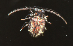 Trymolophus cephalotes