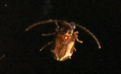 Trymolophus cephalotes