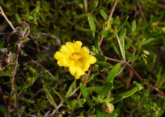 Hibbertia hypericoides