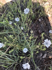 Blepharipappus scaber