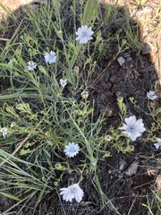 Blepharipappus scaber