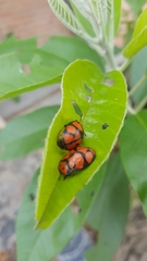 Ogdoecosta biannularis