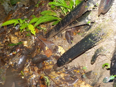 Pristimantis conspicillatus