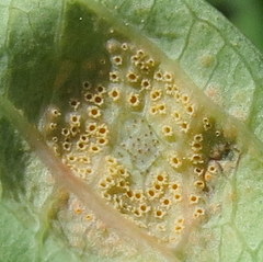 Puccinia recondita