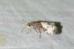 Notocelia cynosbatella