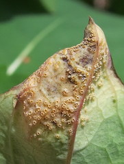 Puccinia recondita