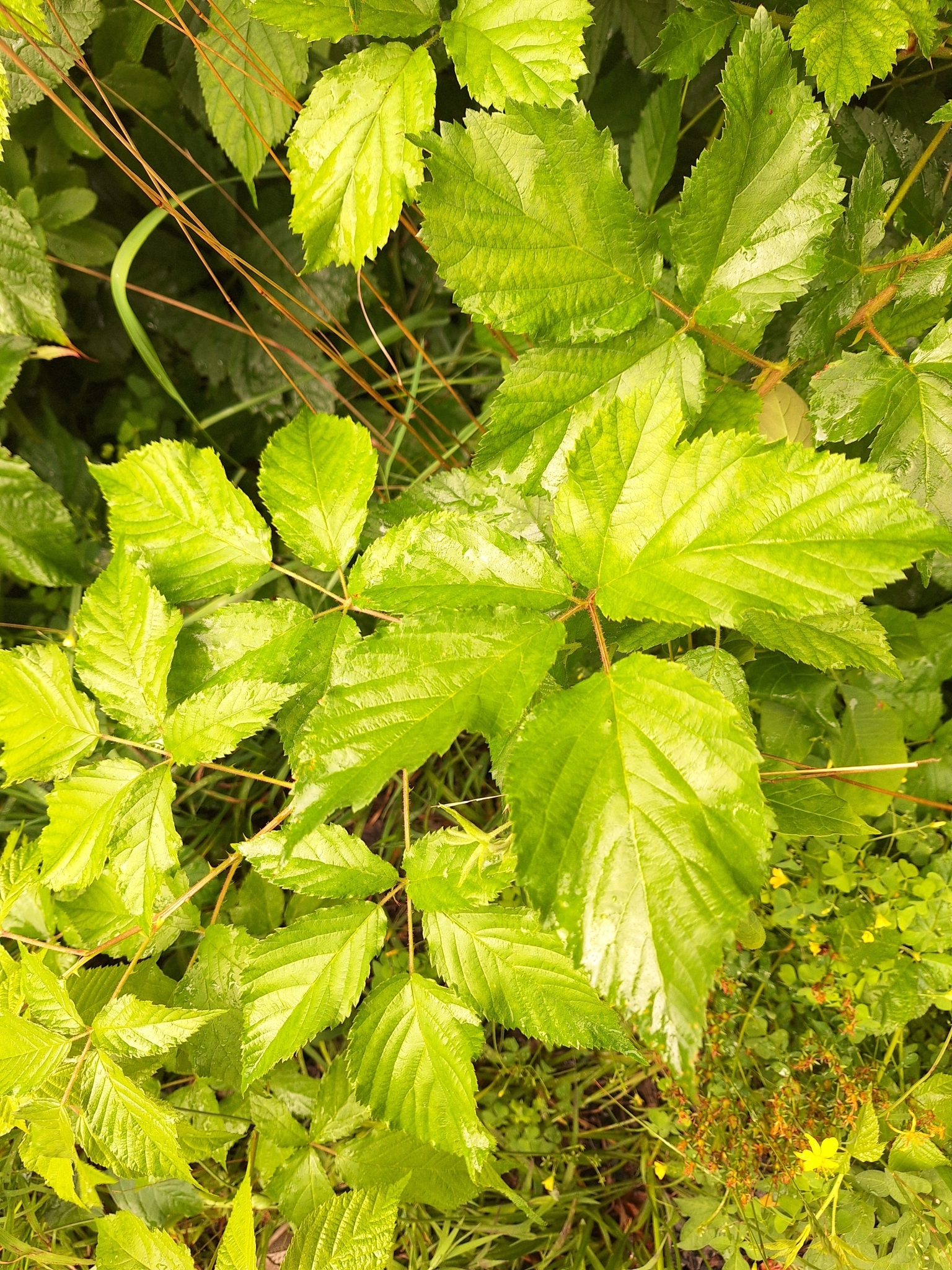Rubus allegheniensis