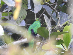 Pharomachrus antisianus