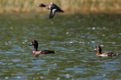 iNaturalist image