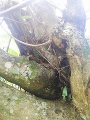 Gonatodes albogularis