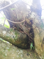 Gonatodes albogularis